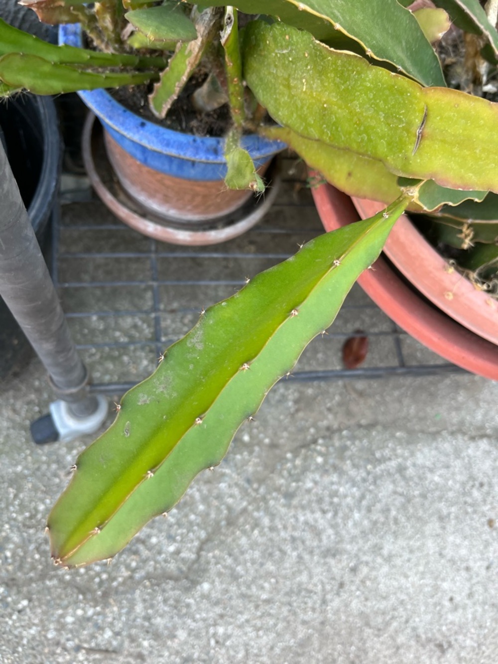 1 large healthy Dragon Fruit Cutting